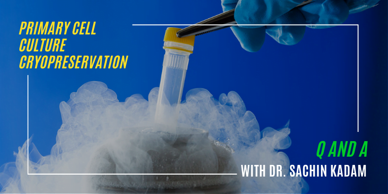 You are currently viewing Primary Cell Culture Cryopreservation: Q&A with Dr. Sachin Kadam