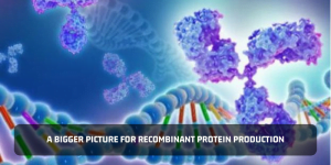 Read more about the article A Bigger Picture For Recombinant Protein Production
