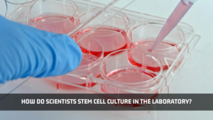Read more about the article How Do Scientists Culture Stem Cells In The Laboratory?