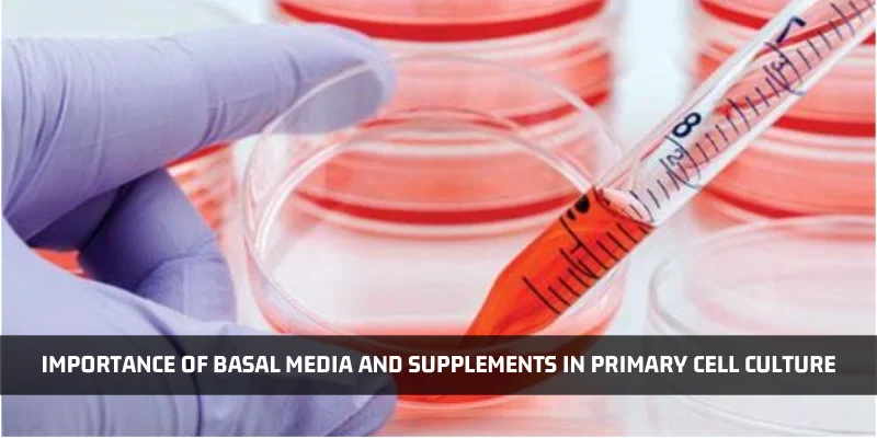 You are currently viewing Importance Of Basal Media And Supplements In Primary Cell Culture