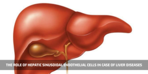Read more about the article The Role Of Hepatic Sinusoidal Endothelial Cells In Case Of Liver Diseases