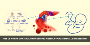 Read more about the article How Human Umbilical Cord-derived Mesenchymal Stem Cells Used In Research?