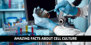Read more about the article 10 Amazing Facts About Cell Culture You Should Not Miss