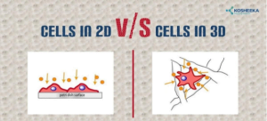 Read more about the article 2D vs 3D Cell Cultures – What’s The Difference?
