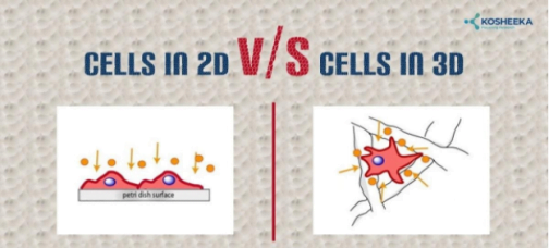 2D vs 3D Cell Cultures – What’s The Difference? | Kosheeka