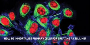 Read more about the article How To Immortalize Primary Cells For Creating A Cell Line?