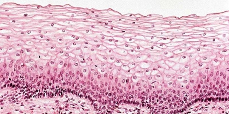 You are currently viewing Epithelial and Endothelial Cells- How Do They Differ?