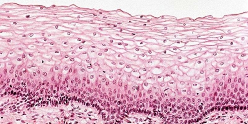 You are currently viewing Epithelial and Endothelial Cells- How Do They Differ?