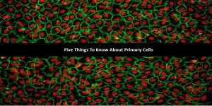 Read more about the article 5 Things to Know about Primary Cells