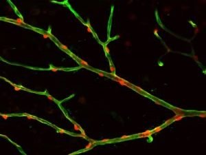 Read more about the article Exploring the Role of Pericytes in Disease and Healing