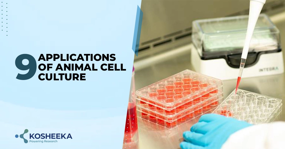 You are currently viewing 9 Applications of Animal Cell Culture
