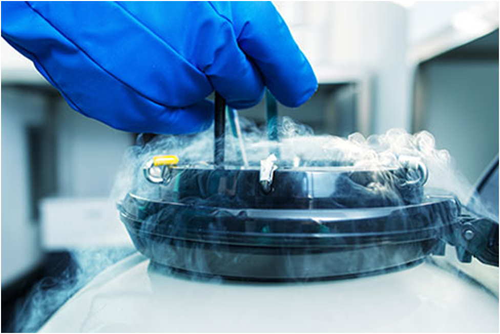 You are currently viewing Best Tips on Cell Culture Cryopreservation