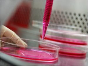 Read more about the article Cultural Consistency: 5 tips for successful animal cell culture experience