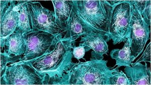 Read more about the article Primary Cells Culture Tips and Tricks