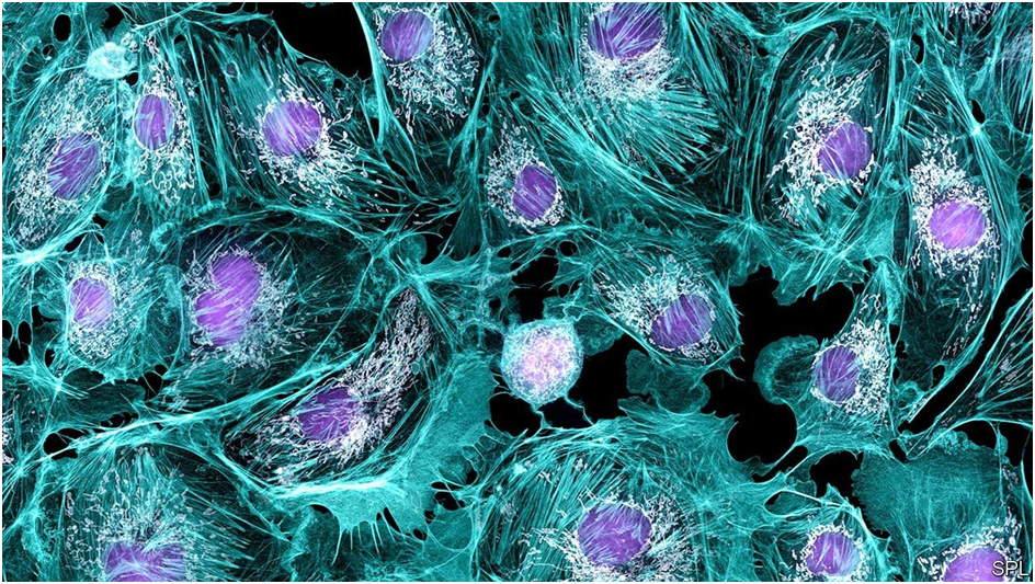 You are currently viewing Primary Cells Culture Tips and Tricks