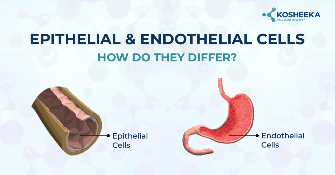 You are currently viewing Epithelial and Endothelial Cells- How Do They Differ?