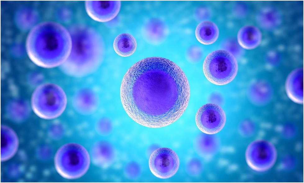 You are currently viewing Primary Cell Culture Highlights Pathways In The Gastric Tissue