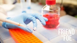 Read more about the article Antibiotics in Cell Culture: Friend or Foe?