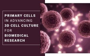 Read more about the article Primary Cells in Advancing 3D Cell Culture for Biomedical Research