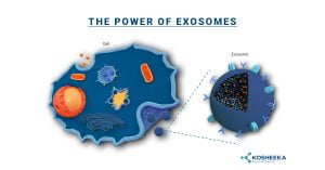 Read more about the article The Power of Exosomes
