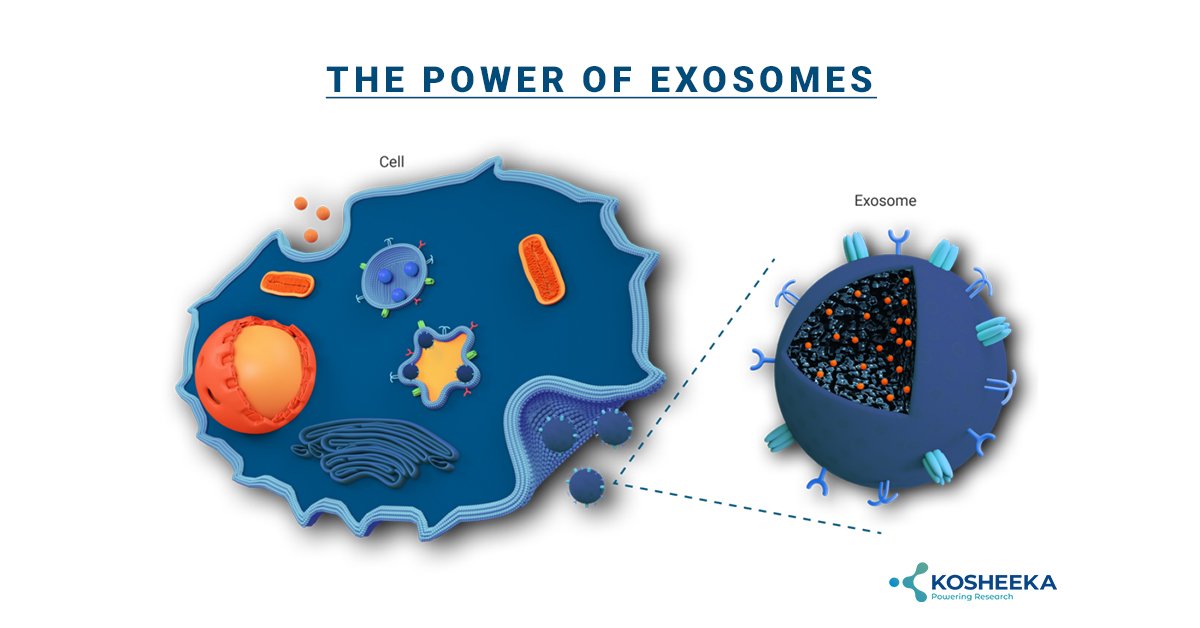 You are currently viewing The Power of Exosomes