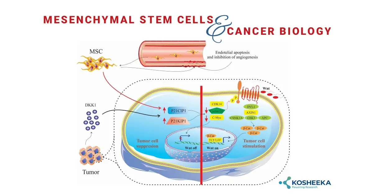 You are currently viewing Mesenchymal Stem Cells & Cancer Biology