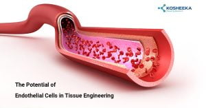 Read more about the article The Potential of Endothelial Cells in Tissue Engineering