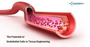 Read more about the article The Potential of Endothelial Cells in Tissue Engineering