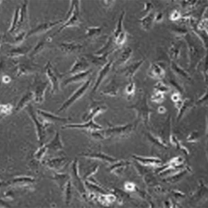 Read more about the article Culturing Ovary Cells To Gain Insights Into Toxicology