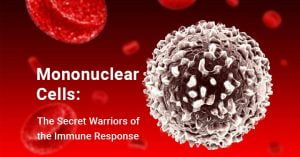 Read more about the article Mononuclear Cells: The Secret Warriors of the Immune Response