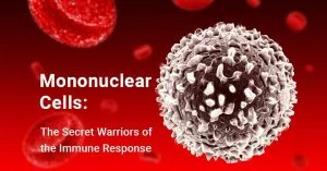 Read more about the article Mononuclear Cells: The Secret Warriors of the Immune Response