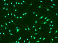 Human Skin Derived Epidermal Melanocytes Adult