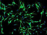 Human Skin Derived Epidermal Melanocytes Fetal