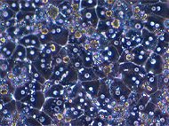 Rat Hepatocytes Plateable-SD