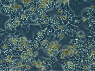 BalbC Hepatocytes plateable