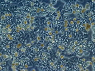 Primary Hepatocytes Plateable C 57