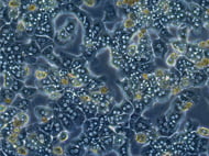 CD-1 Hepatocytes plateable