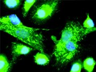 Rat Bone Marrow Derived Dendritic Cells Immuno-deficient