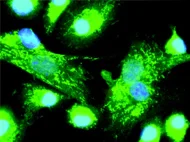 Rat Bone Marrow Derived Dendritic Cells Immuno-deficient