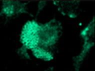 Rat Bone Marrow Derived Dendritic Cells SD