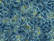 BalbC Hepatocytes Suspension