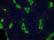 C57 Hepatocytes Suspension