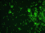 Primary Hepatocytes in Suspension CD-1