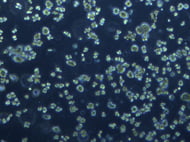 Rat Hepatocytes Suspension Wistar