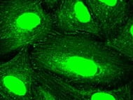 C57 Mouse Intestine Cytosol