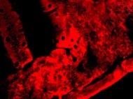 CD-1 Mouse Intestine S9