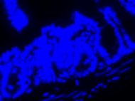 C57 Mouse Intestine Microsomes