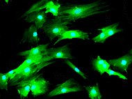 Rat Bone Marrow Derived Mesenchymal Stem Cells SD