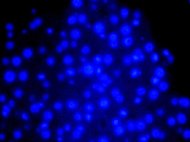 Rat Bone Marrow Derived Mesenchymal Stem Cells Wistar