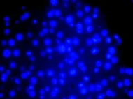 Rat Bone Marrow Derived Mesenchymal Stem Cells Wistar